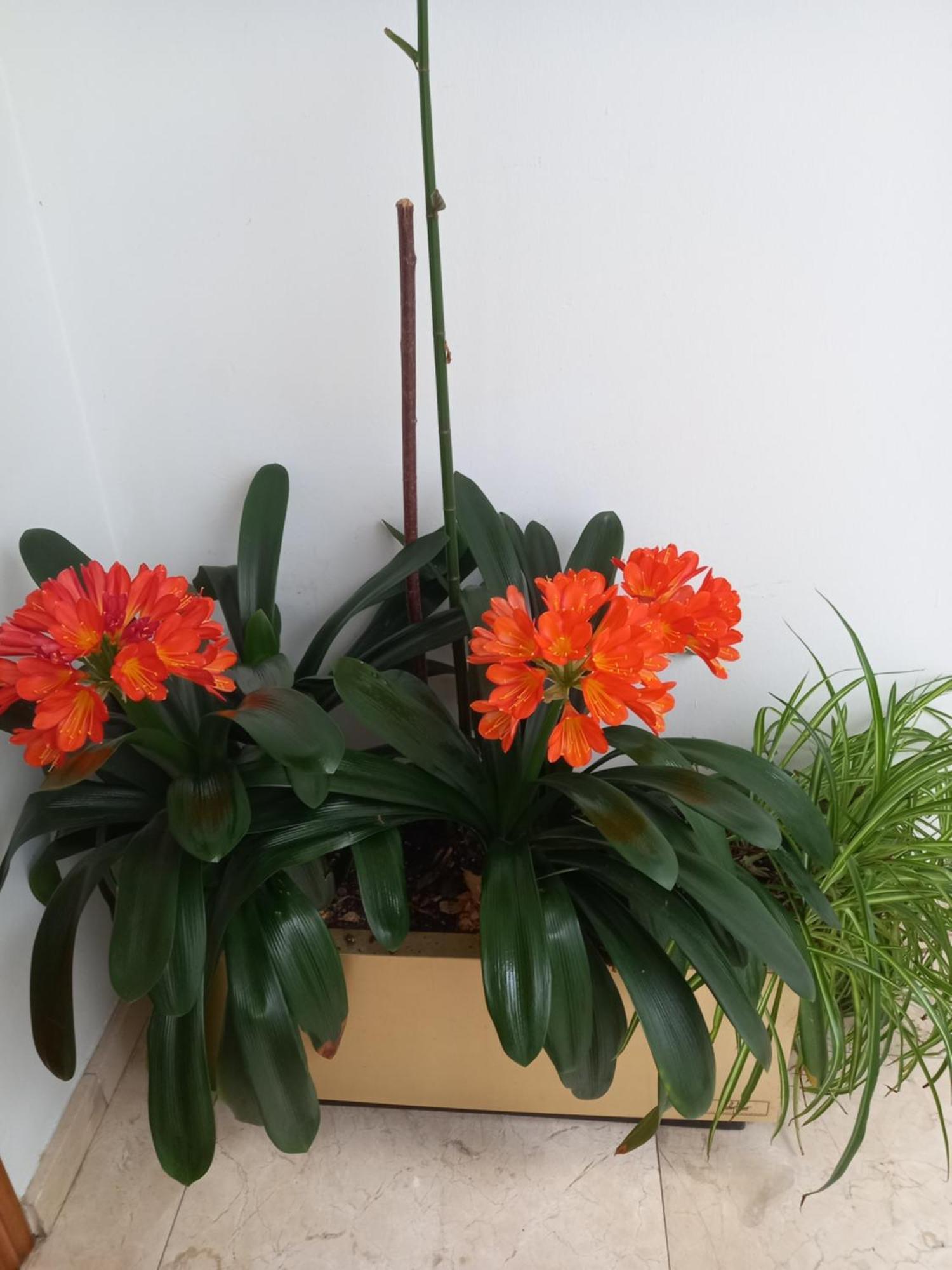 Apartment Rurales Llagumelon Villahormes